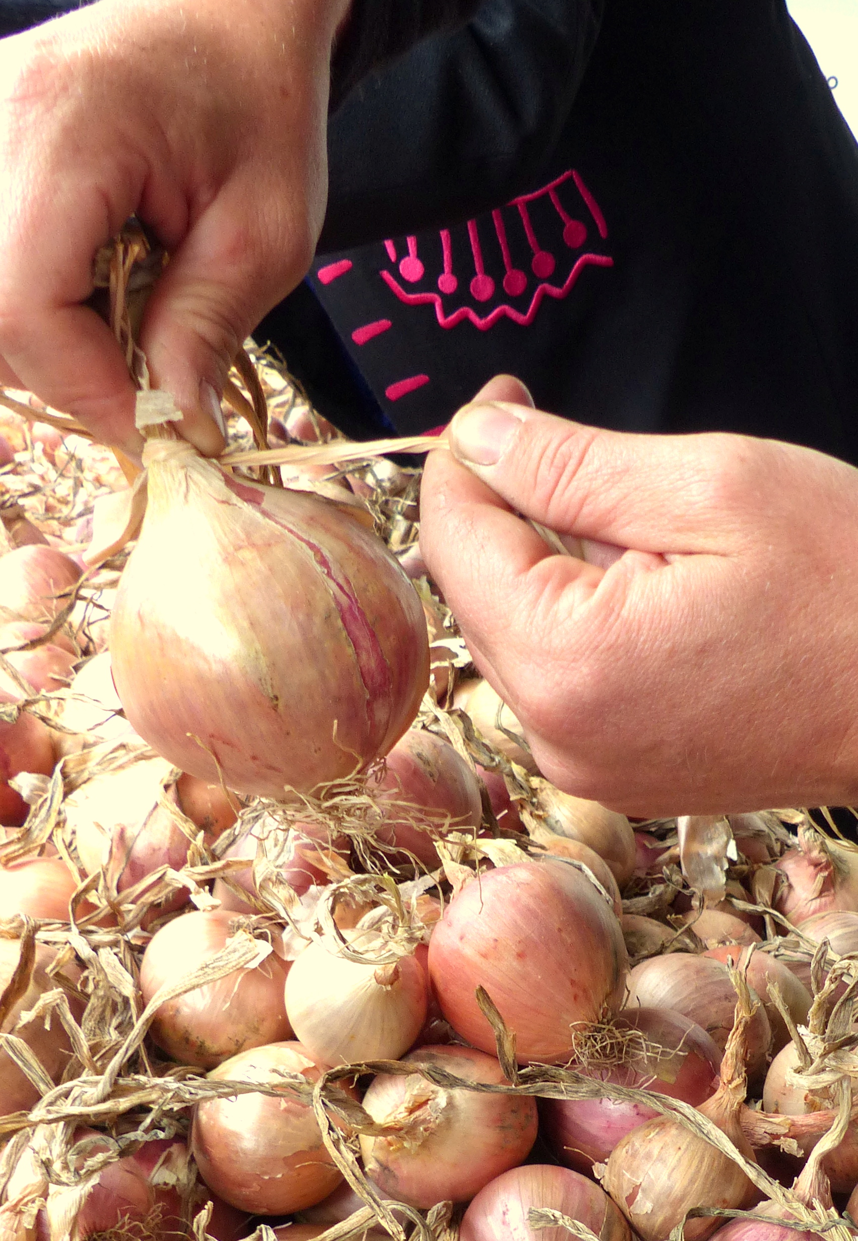 Tressage Oignon de Roscoff