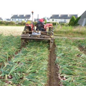 Culture tracteur Oignon de Roscoff