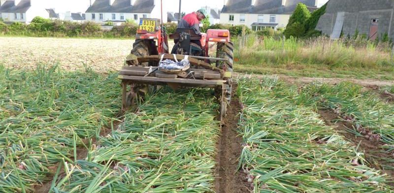 Culture tracteur Oignon de Roscoff